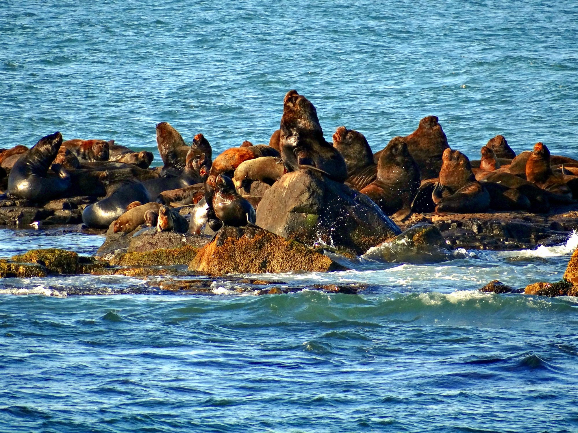 Refúgio de vida silvestre no mar de Torres, com observação responsável.