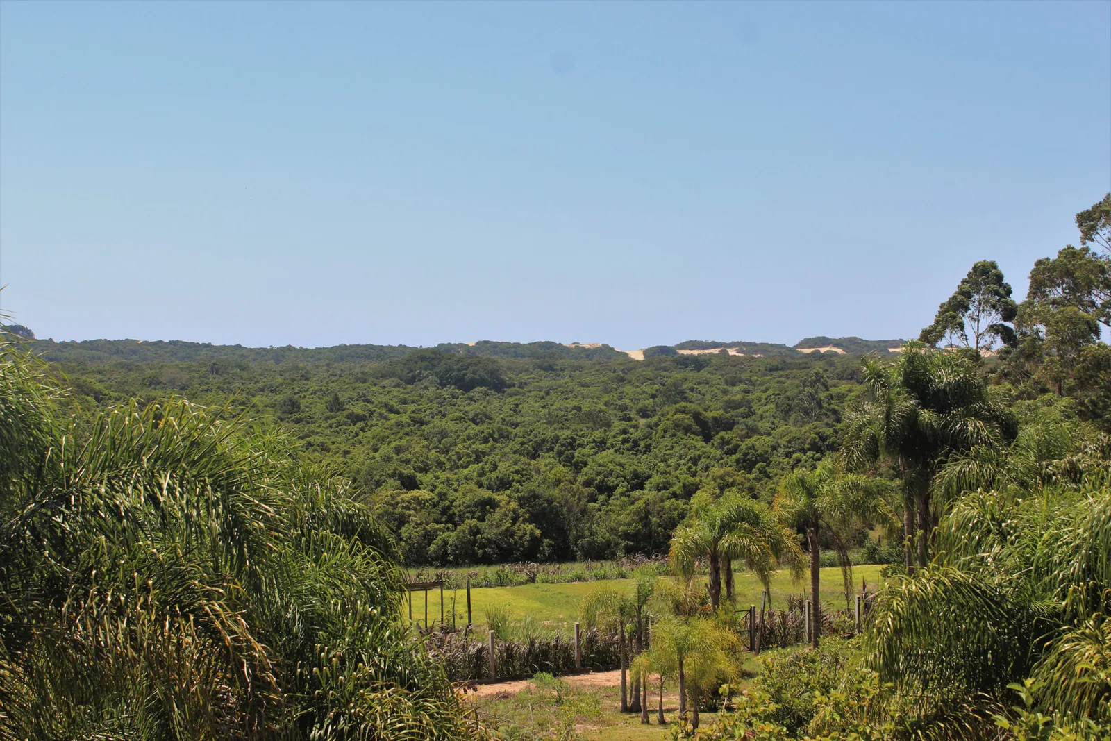 Paisagem de vegetação vista do Sítio Jerivá