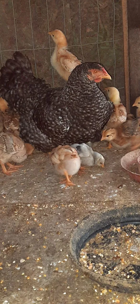 Galinhas e pintinhos no Sítio Menezes
