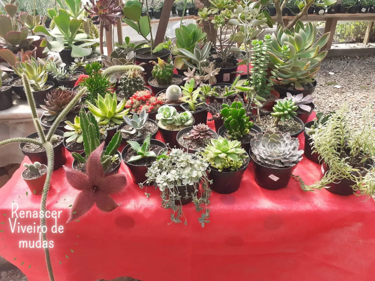 Plantas do viveiro Renascer expostas sobre uma mesa vermelha