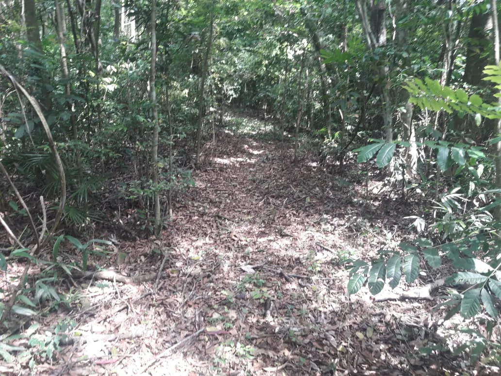Trilha em meio à mata no Sítio Vô Inácio