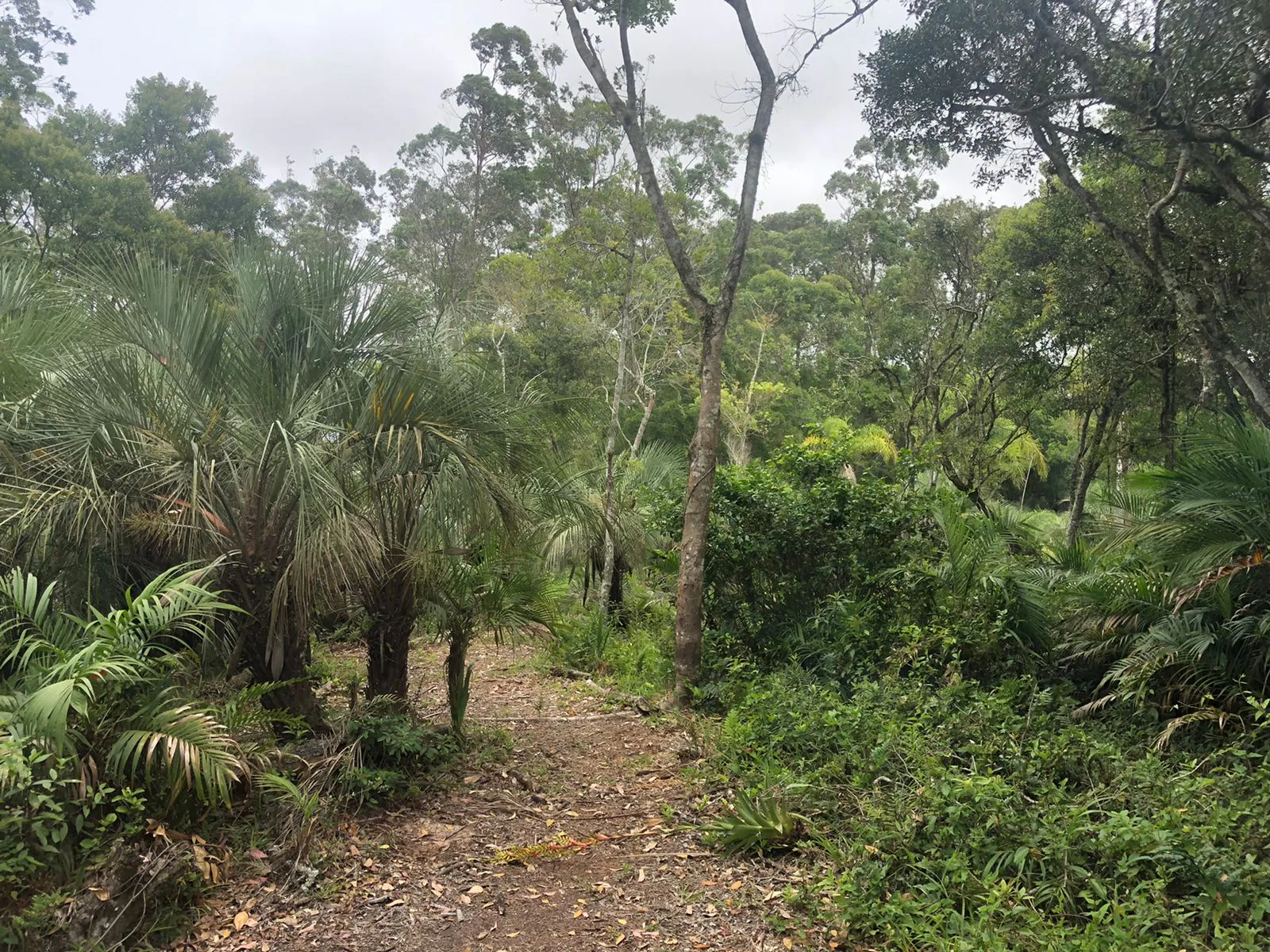 Caminho entre butiazeiros no Butiazal São José