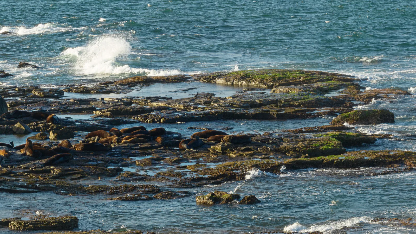 Mamíferos marinhos descansando nas rochas da Ilha dos Lobos, cercadas pelas ondas