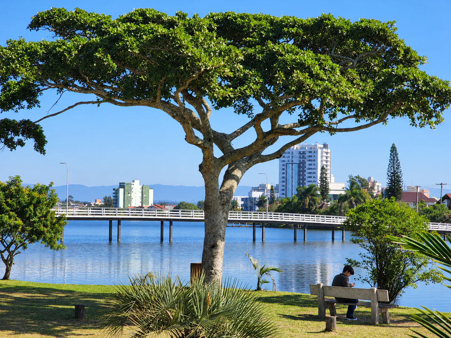 A tree and benches beside Lagoa do Violão, with the bridge in the background