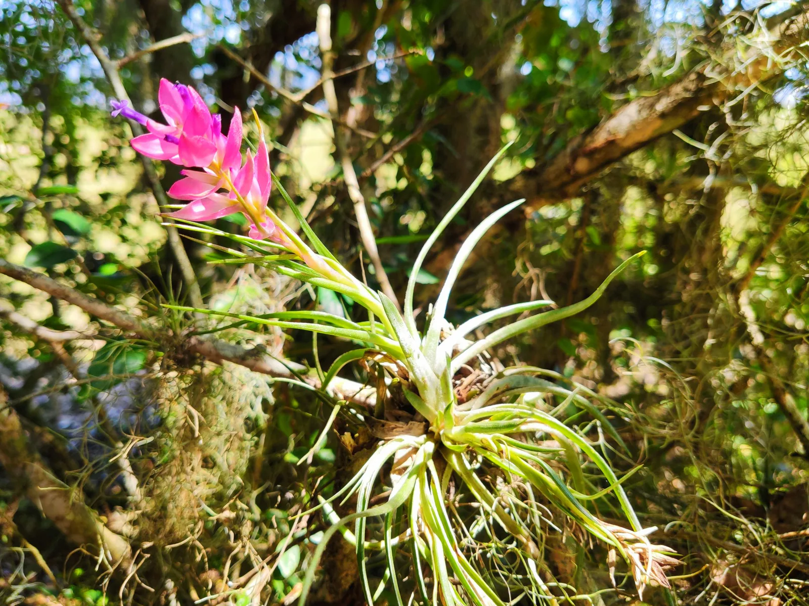 Tillandsia com folhas finas e inflorescência rosada sobre um galho