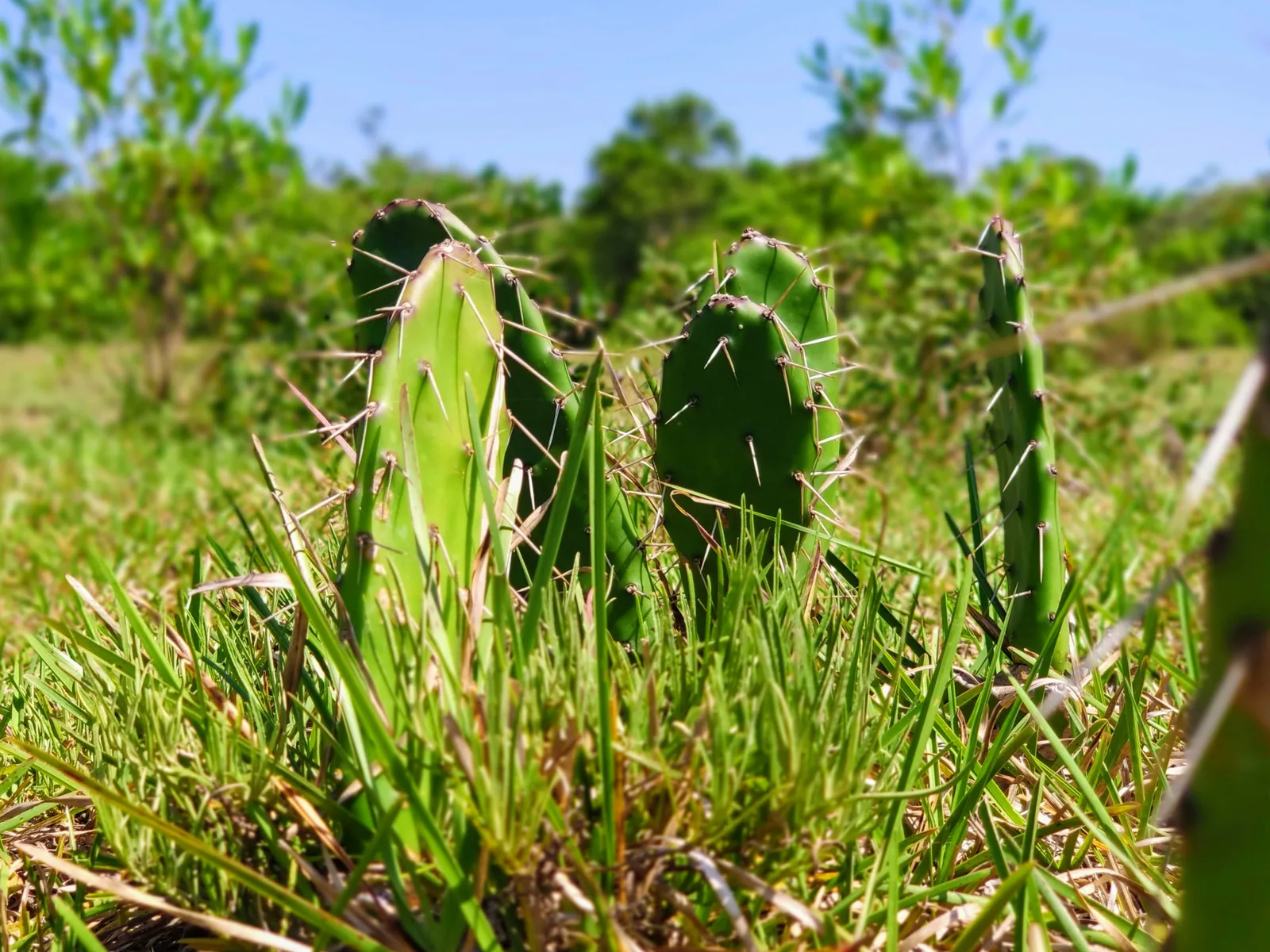 Cactos verdes com espinhos na vegetação da APA