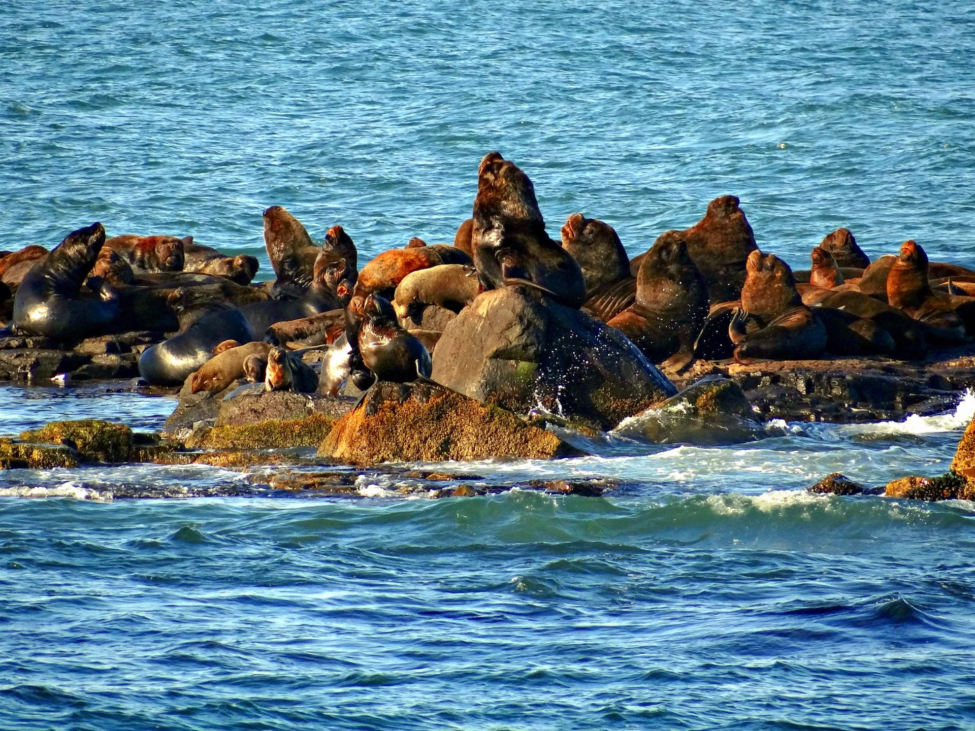 Ilha dos Lobos em Torres