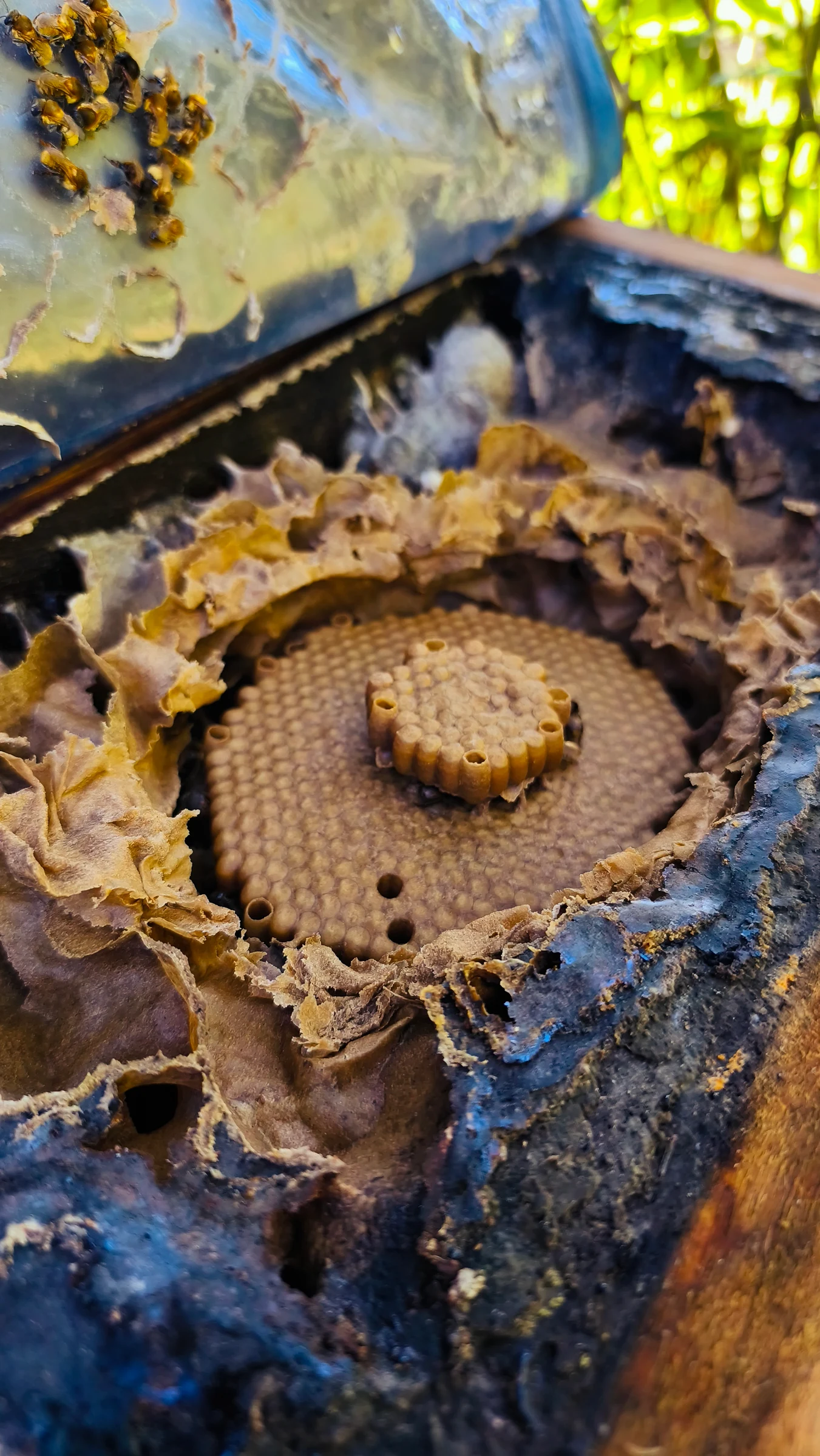 Detalhe de uma colônia de abelhas sem ferrão