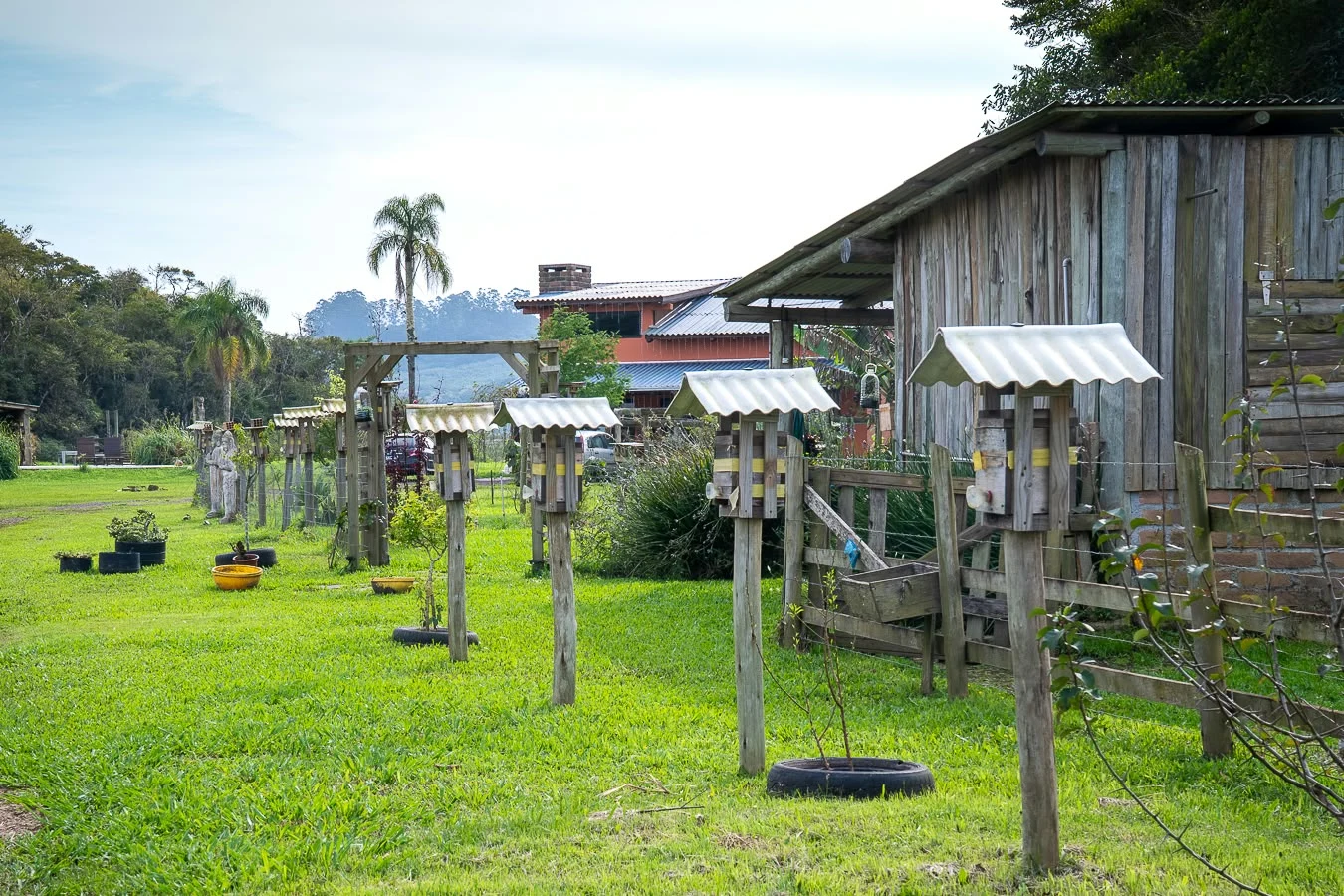 Caixas de abelhas sem ferrão no meliponário